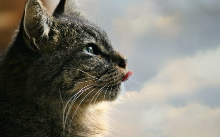 eyes, Cats, Animals, Tongue HD Wallpaper Desktop Background
