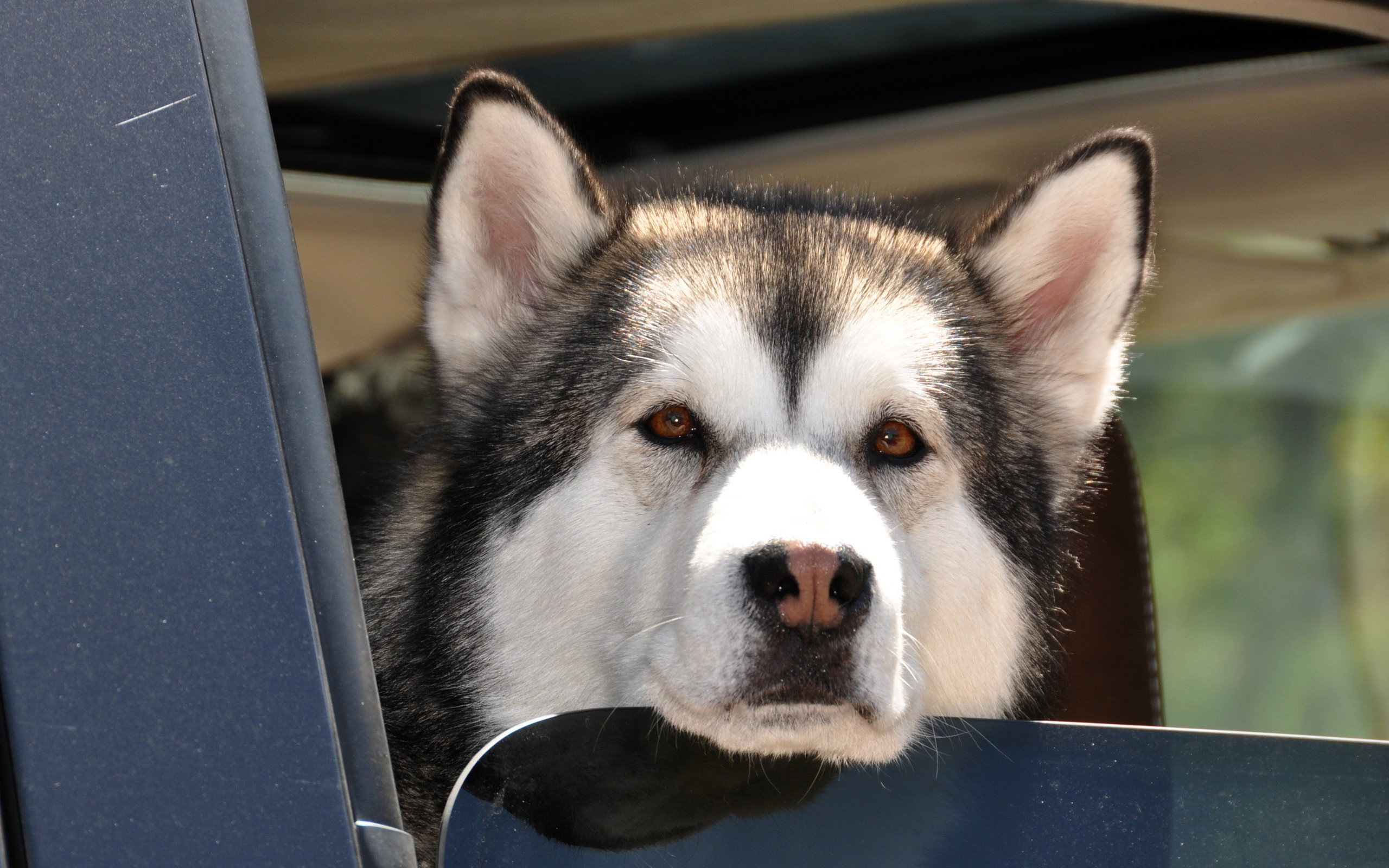 siberian, Husky Wallpaper