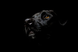 black, Dogs, Labrador, Retriever, Black, Background
