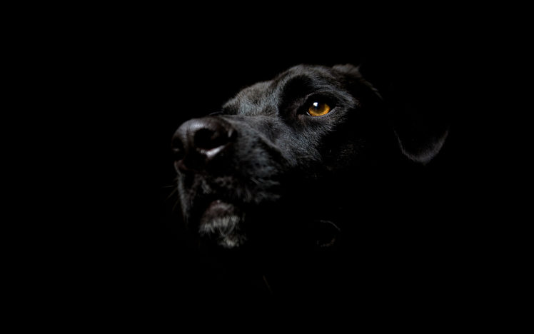 black, Dogs, Labrador, Retriever, Black, Background HD Wallpaper Desktop Background