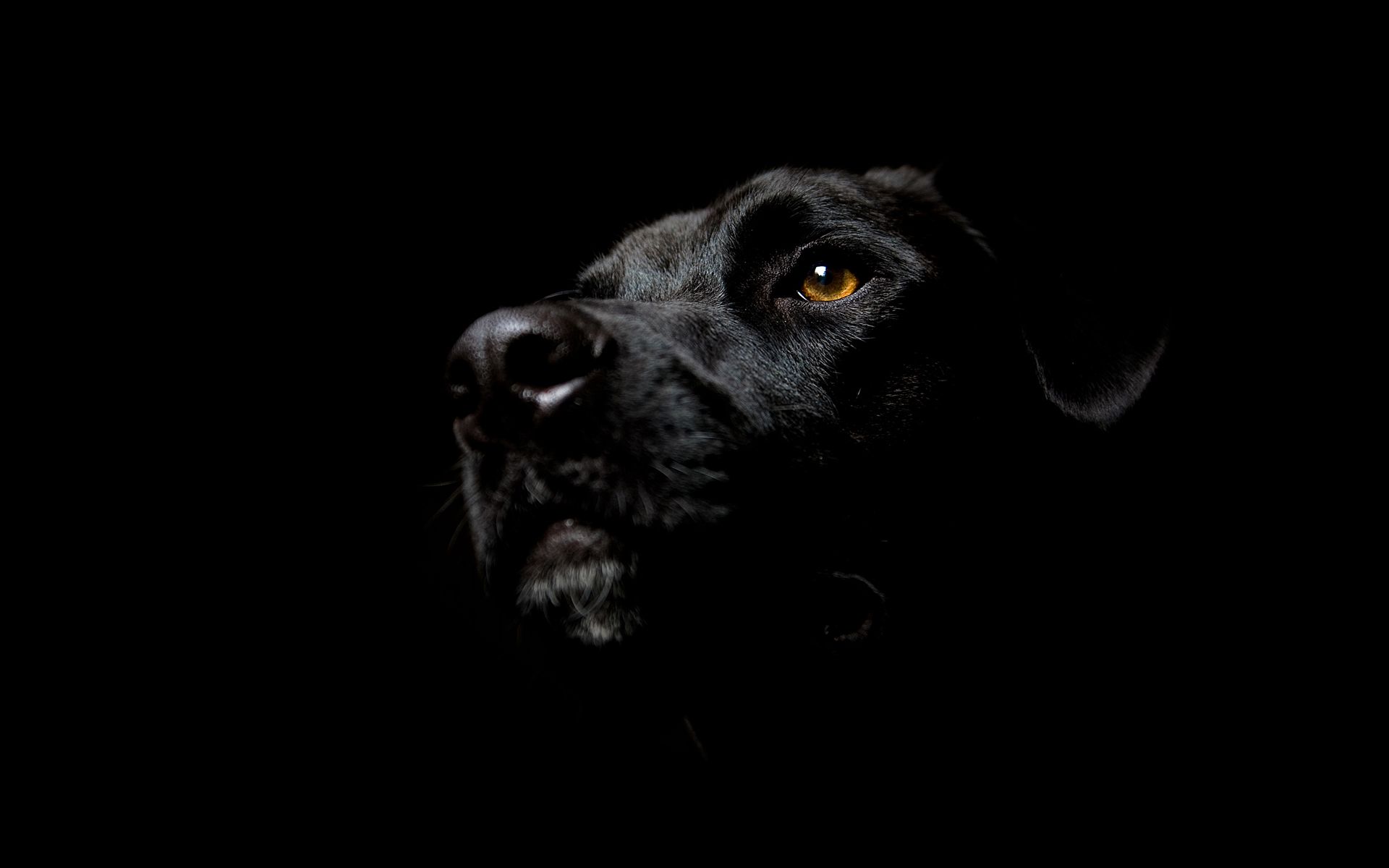 black, Dogs, Labrador, Retriever, Black, Background Wallpaper