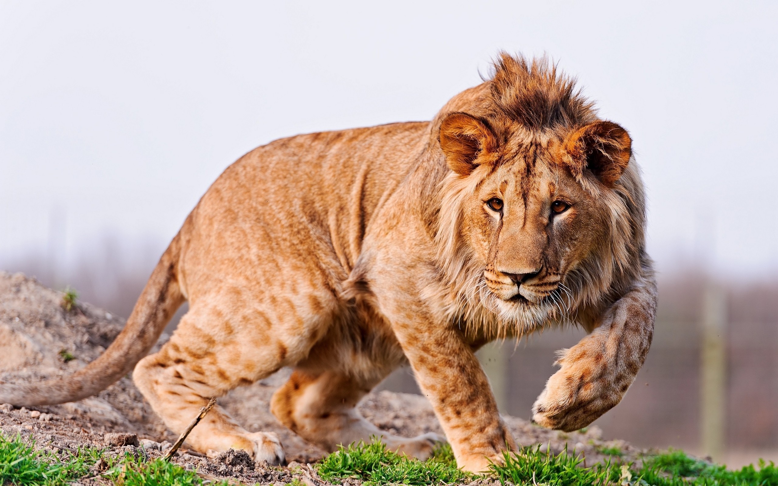 lion, Lions, Cat Wallpaper