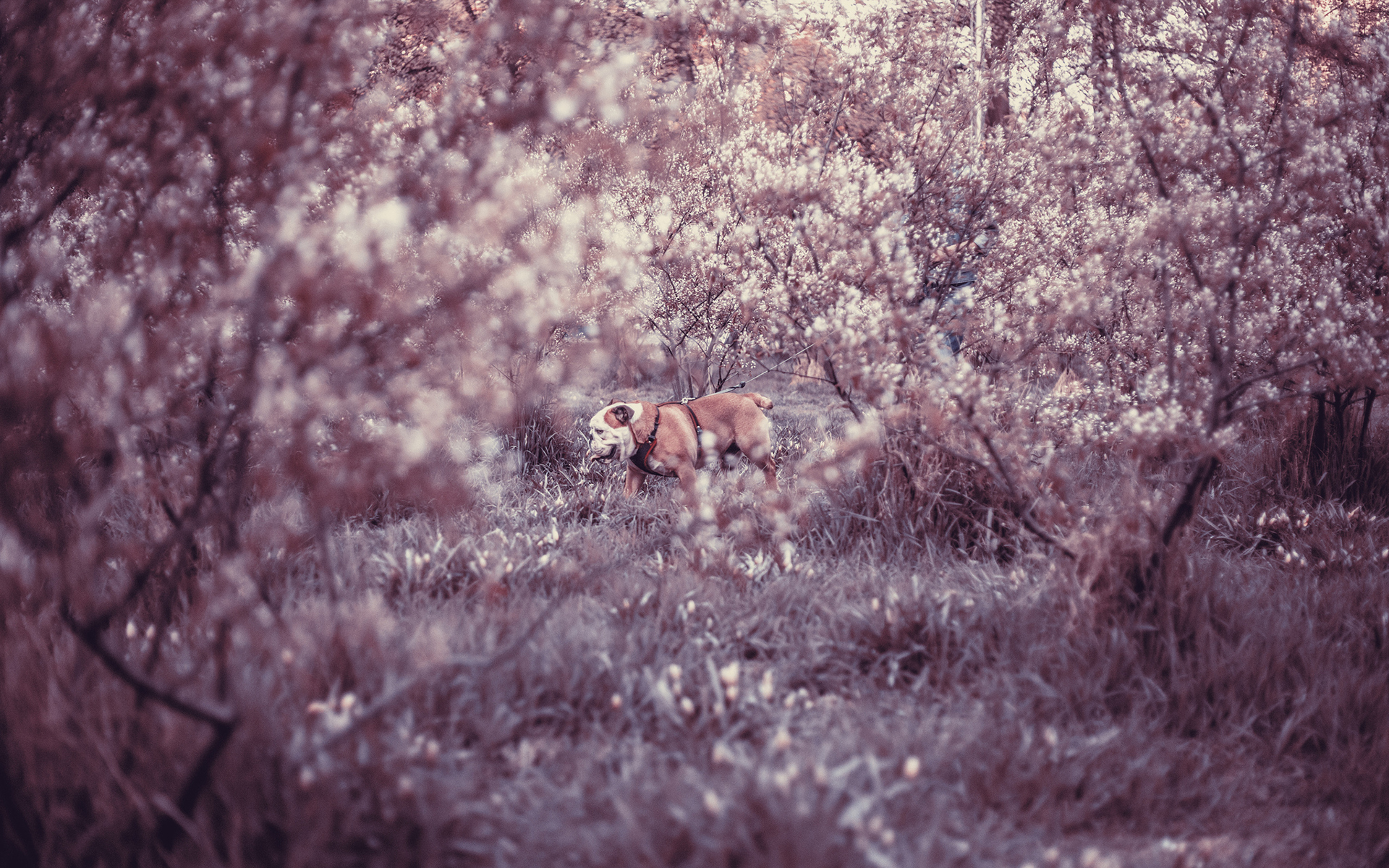 dog, Plants Wallpaper