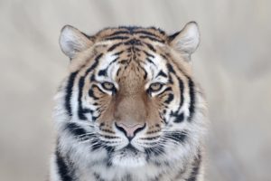 cats, Animals, Tigers