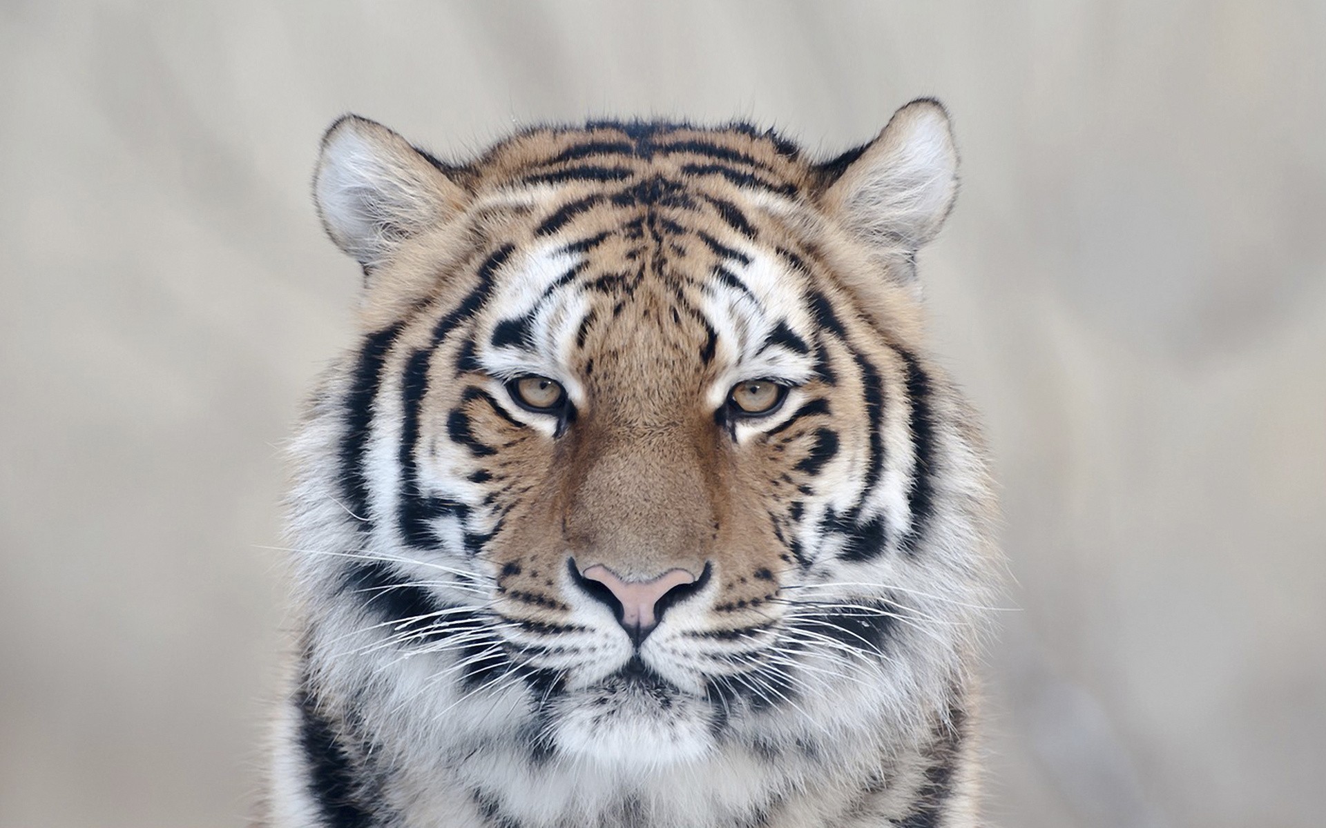 cats, Animals, Tigers Wallpaper