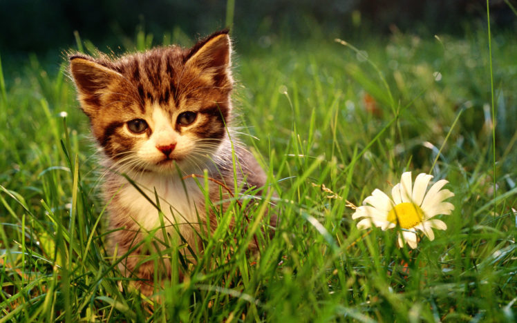 nature, Flowers, Cats, Animals, Grass, Kittens HD Wallpaper Desktop Background