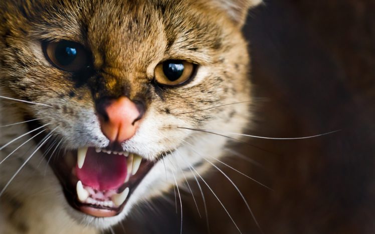 cats, Animals, What HD Wallpaper Desktop Background