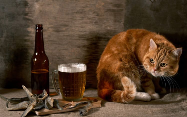 beers, Cats, Animals, Food, Fish HD Wallpaper Desktop Background
