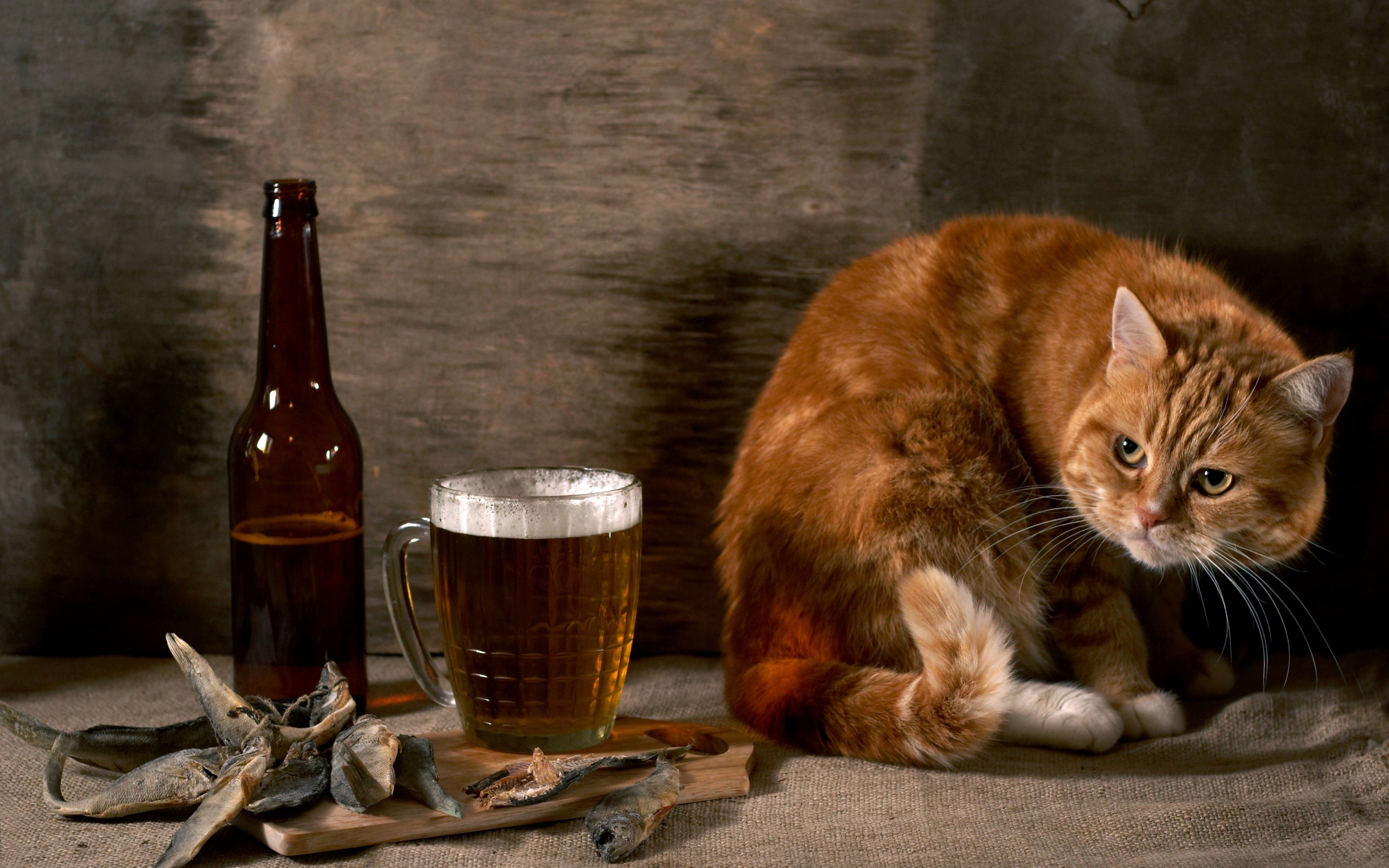 beers, Cats, Animals, Food, Fish Wallpaper