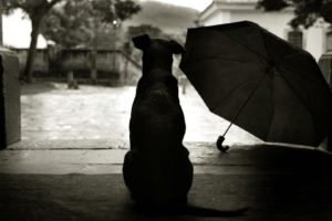 animals, Dogs, Umbrella, Mood, Rain, Humor