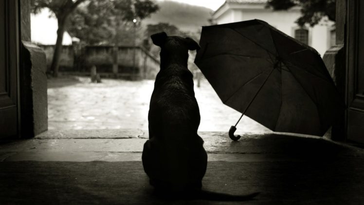 animals, Dogs, Umbrella, Mood, Rain, Humor HD Wallpaper Desktop Background