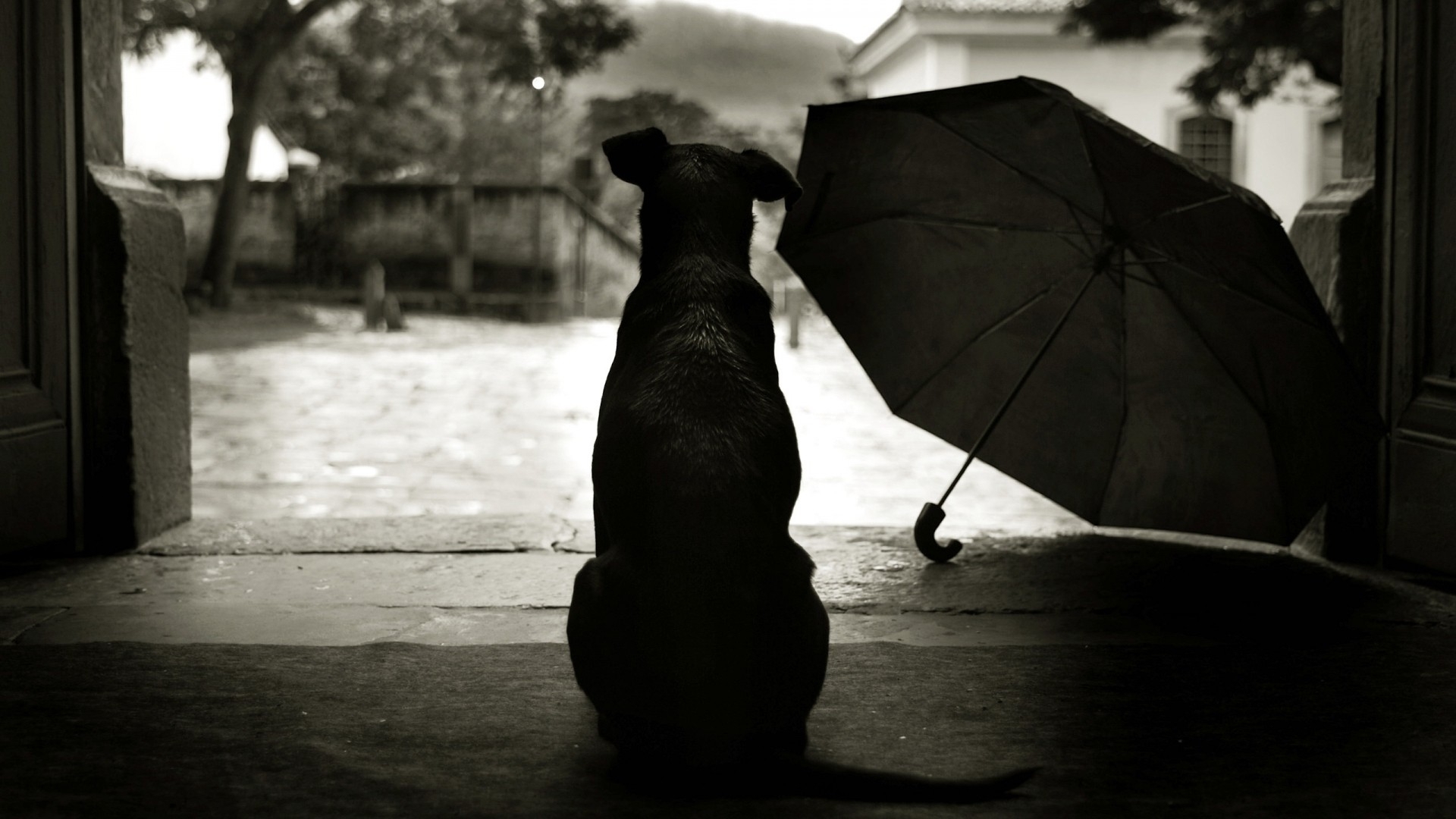 animals, Dogs, Umbrella, Mood, Rain, Humor Wallpaper