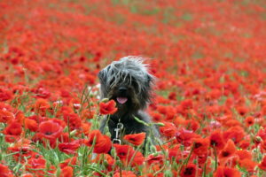 poppies, Nature, Dog