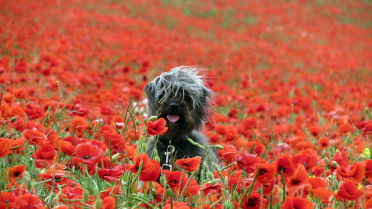 poppies, Nature, Dog HD Wallpaper Desktop Background