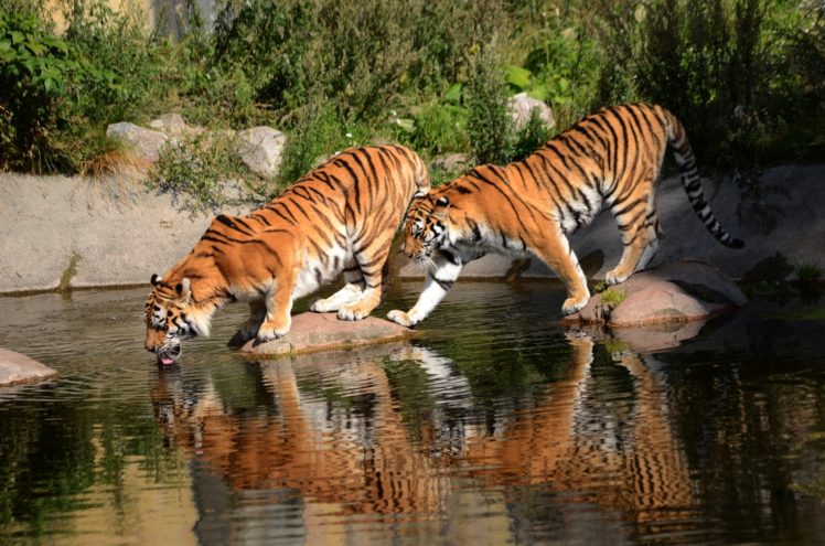tigers, Siberian, Tiger HD Wallpaper Desktop Background