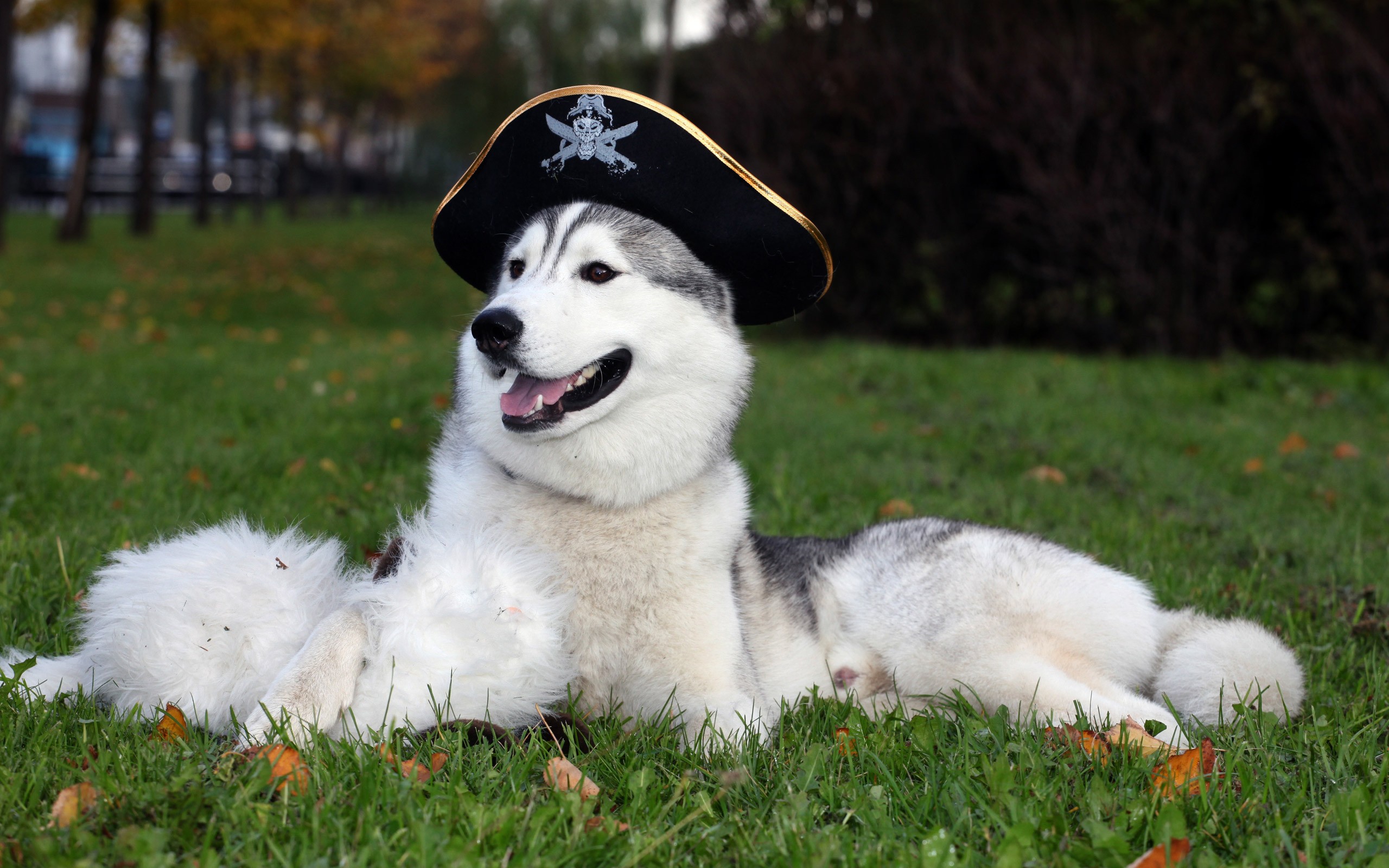 trees, Animals, Grass, Dogs, Pirates, Husky, Sleeping, Open, Mouth Wallpaper