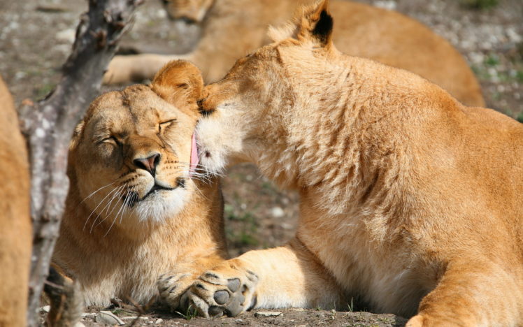 lion, Lions, Couple, Affection HD Wallpaper Desktop Background