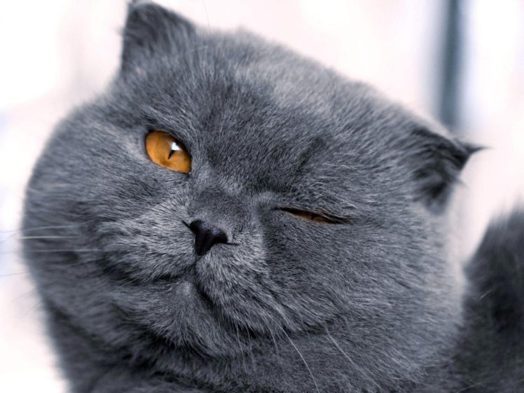 cats, Animals, Funny, Feline, Wink, Pets, Blink HD Wallpaper Desktop Background