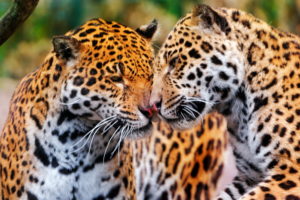 leopard, Love