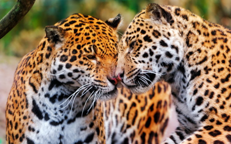 leopard, Love HD Wallpaper Desktop Background