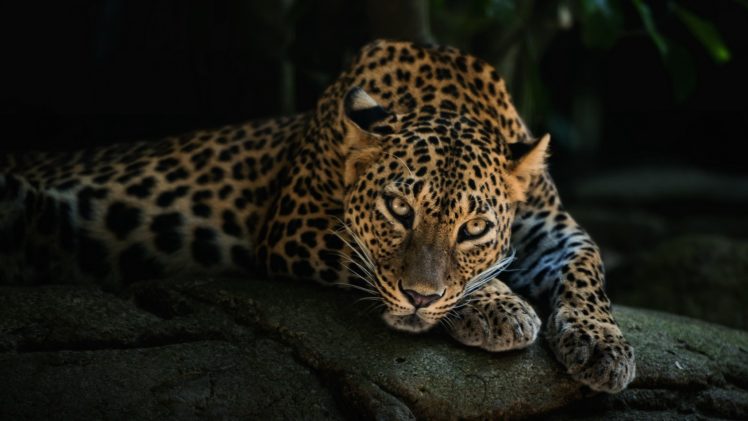 jaguar Wallpapers HD / Desktop and