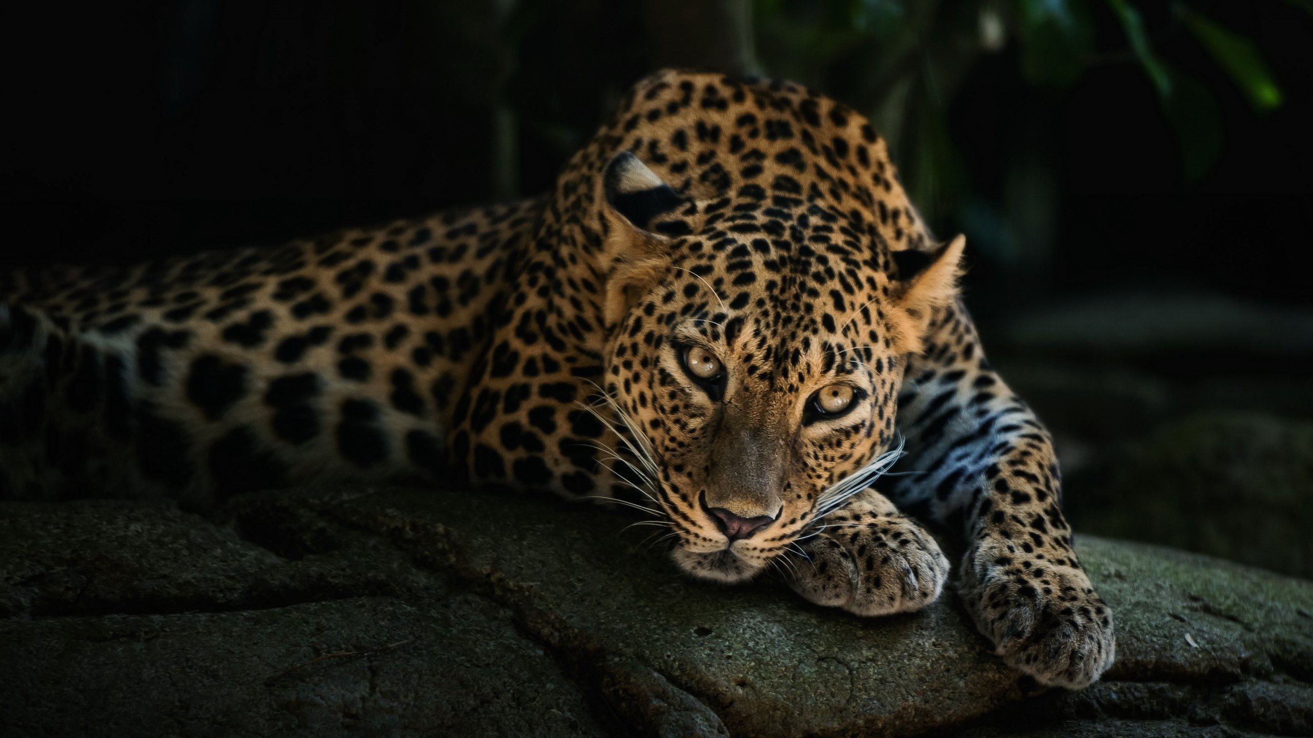 jaguar Wallpaper