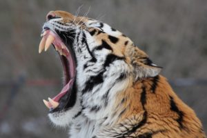 amur, Tiger, Wild, Cat, Muzzle, Yawns, Jaws, Teeth