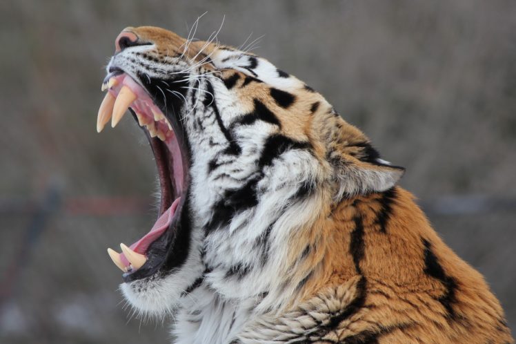 amur, Tiger, Wild, Cat, Muzzle, Yawns, Jaws, Teeth HD Wallpaper Desktop Background
