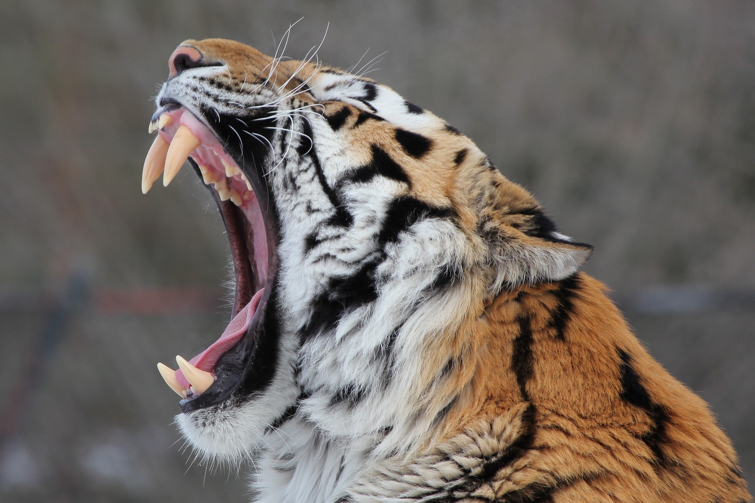 amur, Tiger, Wild, Cat, Muzzle, Yawns, Jaws, Teeth Wallpaper