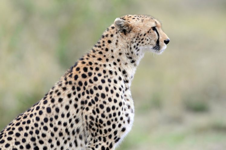 cheetah, Wild, Cat HD Wallpaper Desktop Background