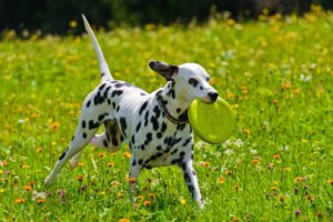 dog, Spots, Dalmatian, Game