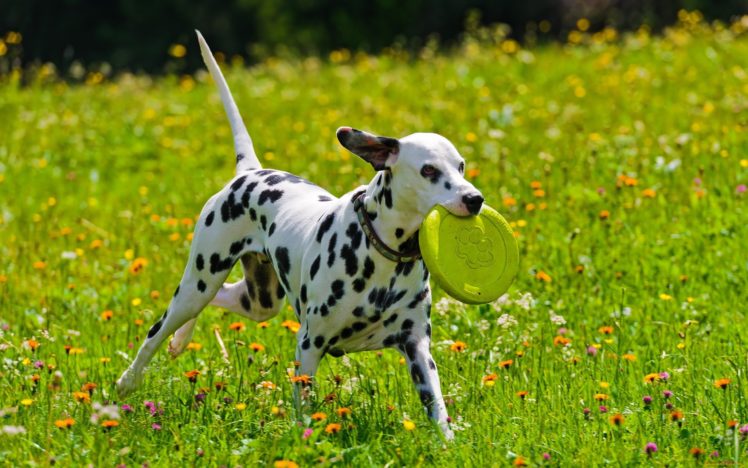 dog, Spots, Dalmatian, Game HD Wallpaper Desktop Background