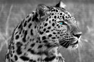 muzzle, Eyes, Wild, Cat, Leopard