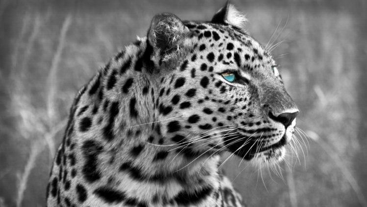 muzzle, Eyes, Wild, Cat, Leopard HD Wallpaper Desktop Background