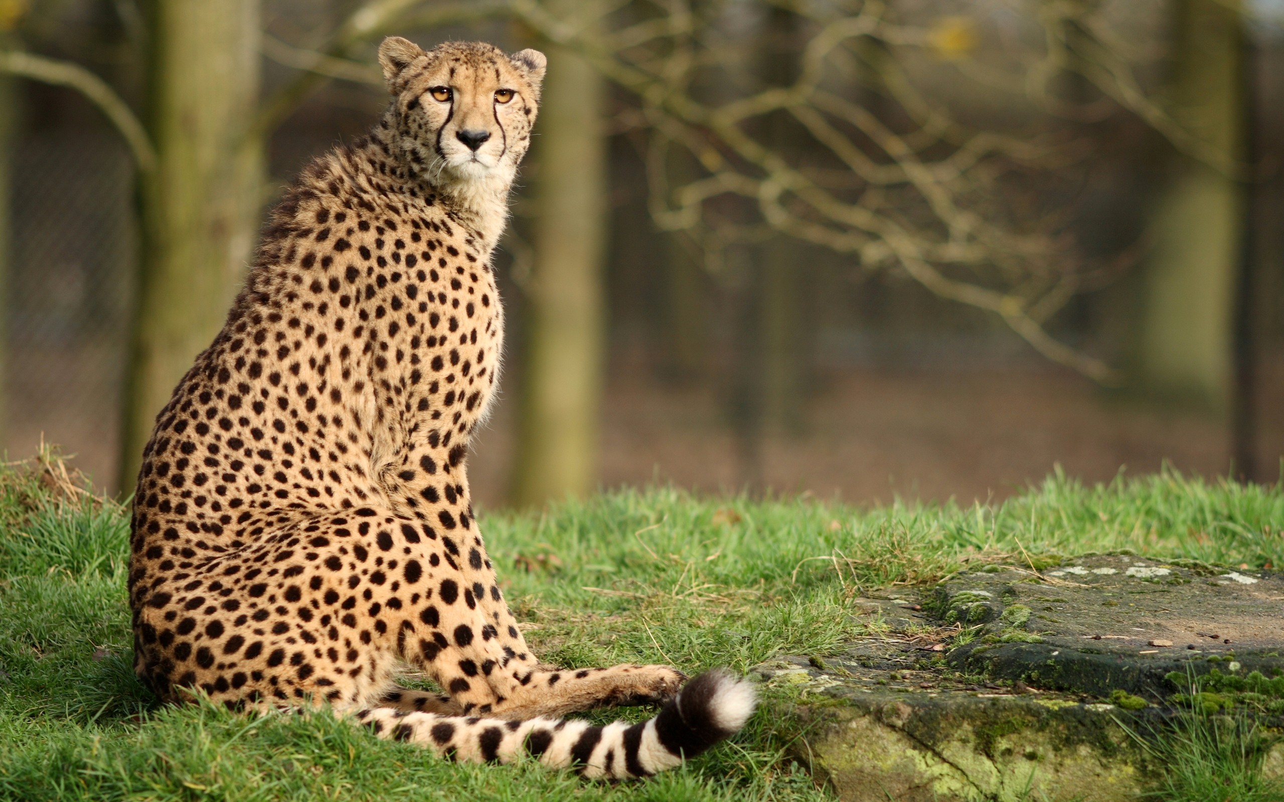 cheetah Wallpaper