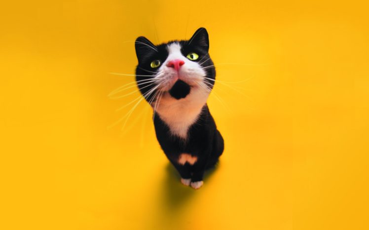yellow, Cats HD Wallpaper Desktop Background