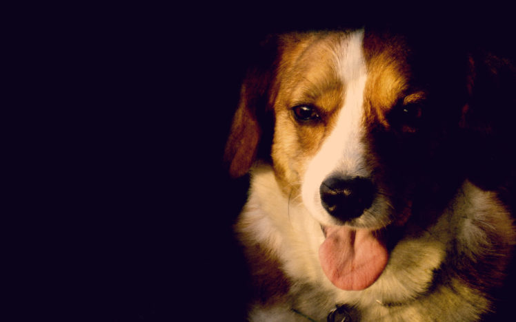 dogs, Corgi, Canine HD Wallpaper Desktop Background