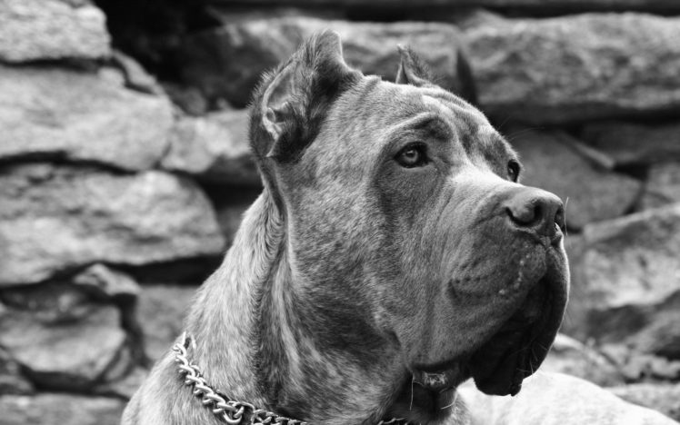 animals, Dogs, Grayscale, Mastiff HD Wallpaper Desktop Background