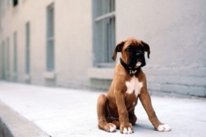 animals, Dogs, Puppies, Boxer, Dog