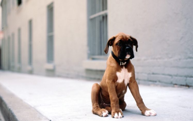 animals, Dogs, Puppies, Boxer, Dog HD Wallpaper Desktop Background