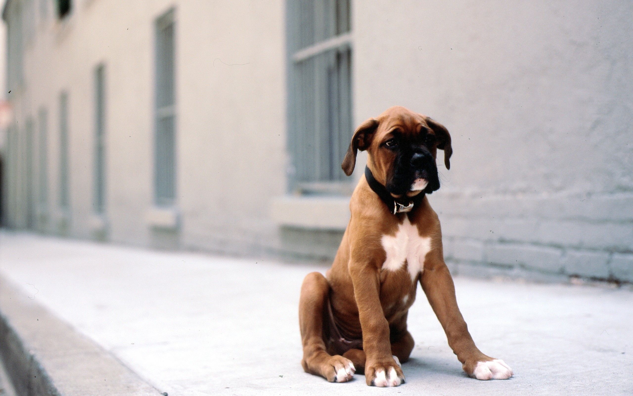 animals, Dogs, Puppies, Boxer, Dog Wallpaper