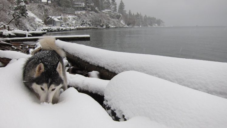 dogs, Snow, Landscapes, Huskies HD Wallpaper Desktop Background