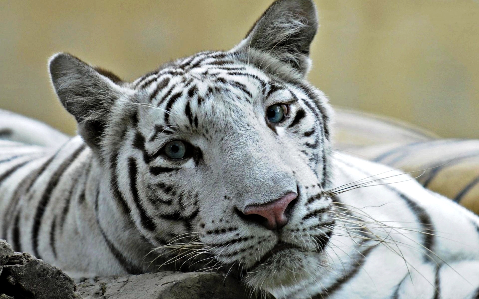 liger, White, Tiger, Lions, Tigers Wallpaper