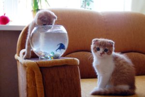 cats, Fish