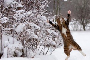 snow, Cats, Animals, Brown