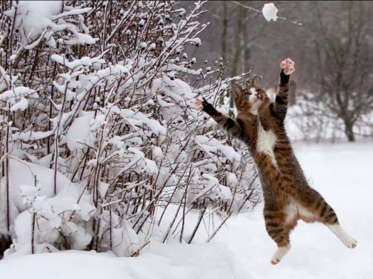 snow, Cats, Animals, Brown HD Wallpaper Desktop Background