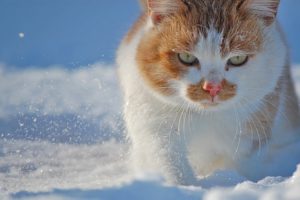 snow, Cats, Animals, Green, Eyes, Animal, Cat