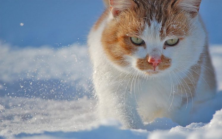 snow, Cats, Animals, Green, Eyes, Animal, Cat HD Wallpaper Desktop Background
