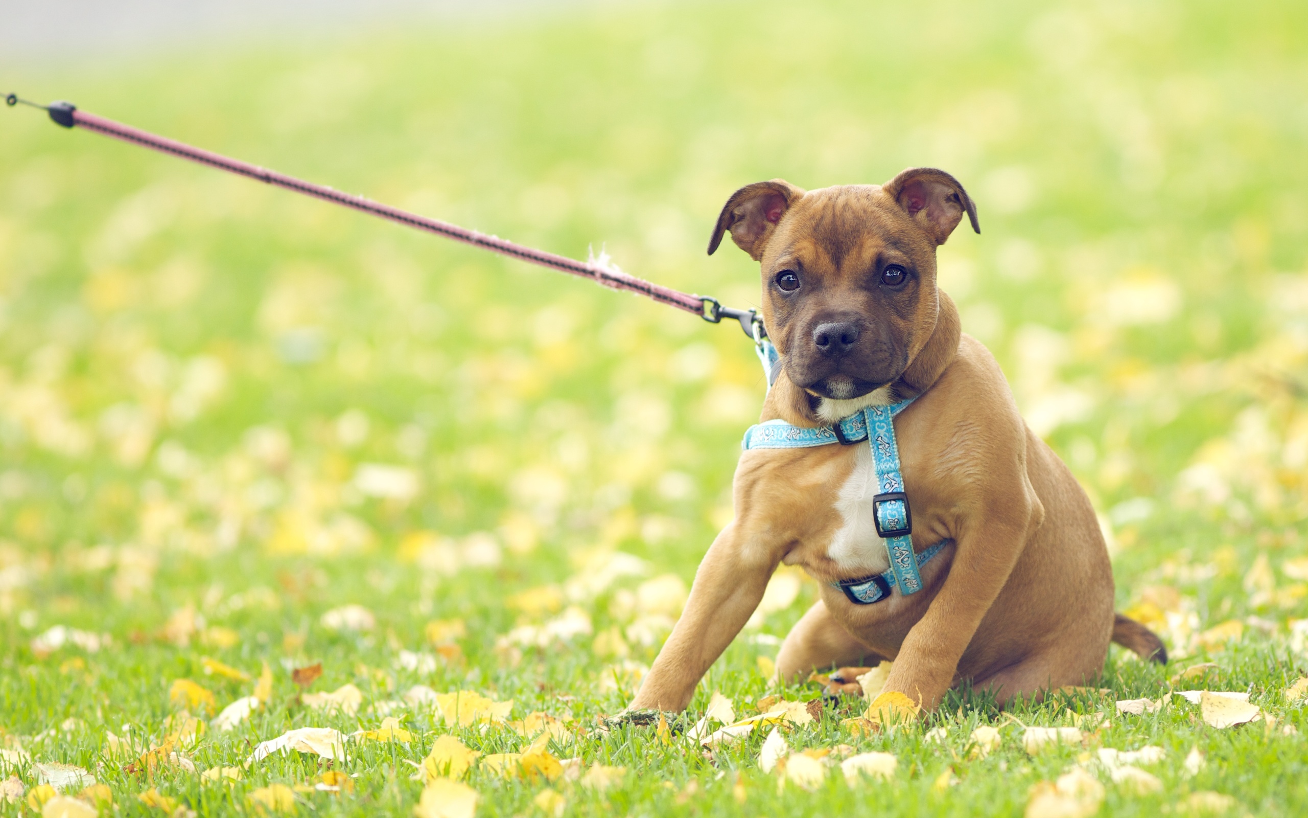 tied, Dog Wallpaper