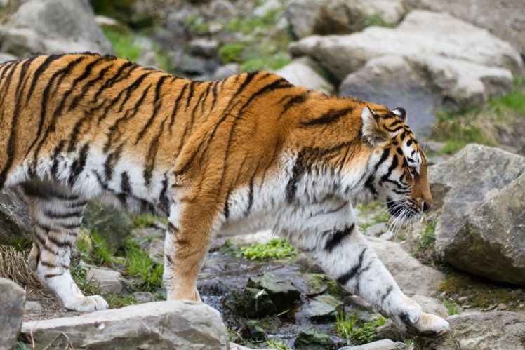 tiger, Amur, Tiger, Wild, Cat HD Wallpaper Desktop Background